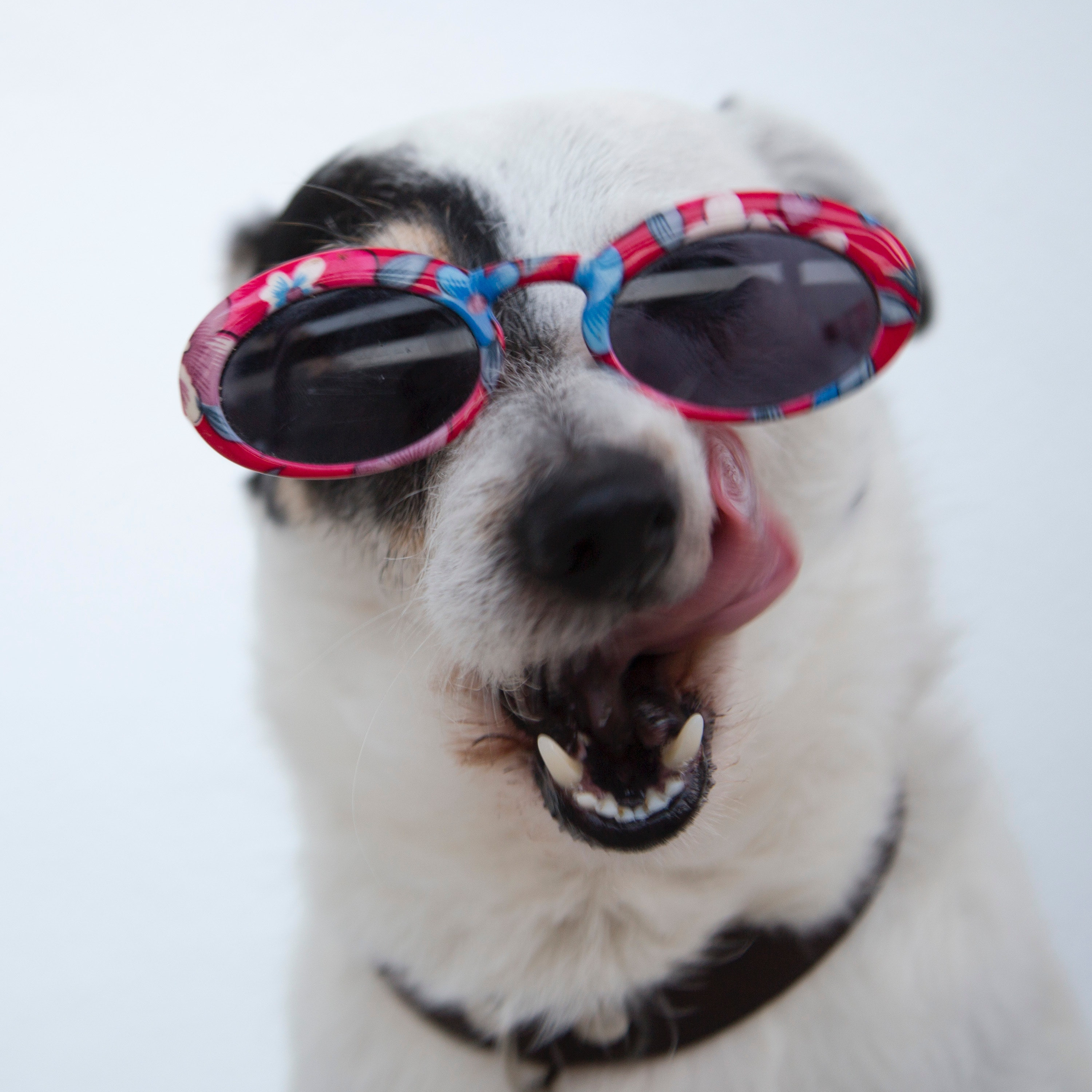 A dog wearing glasses