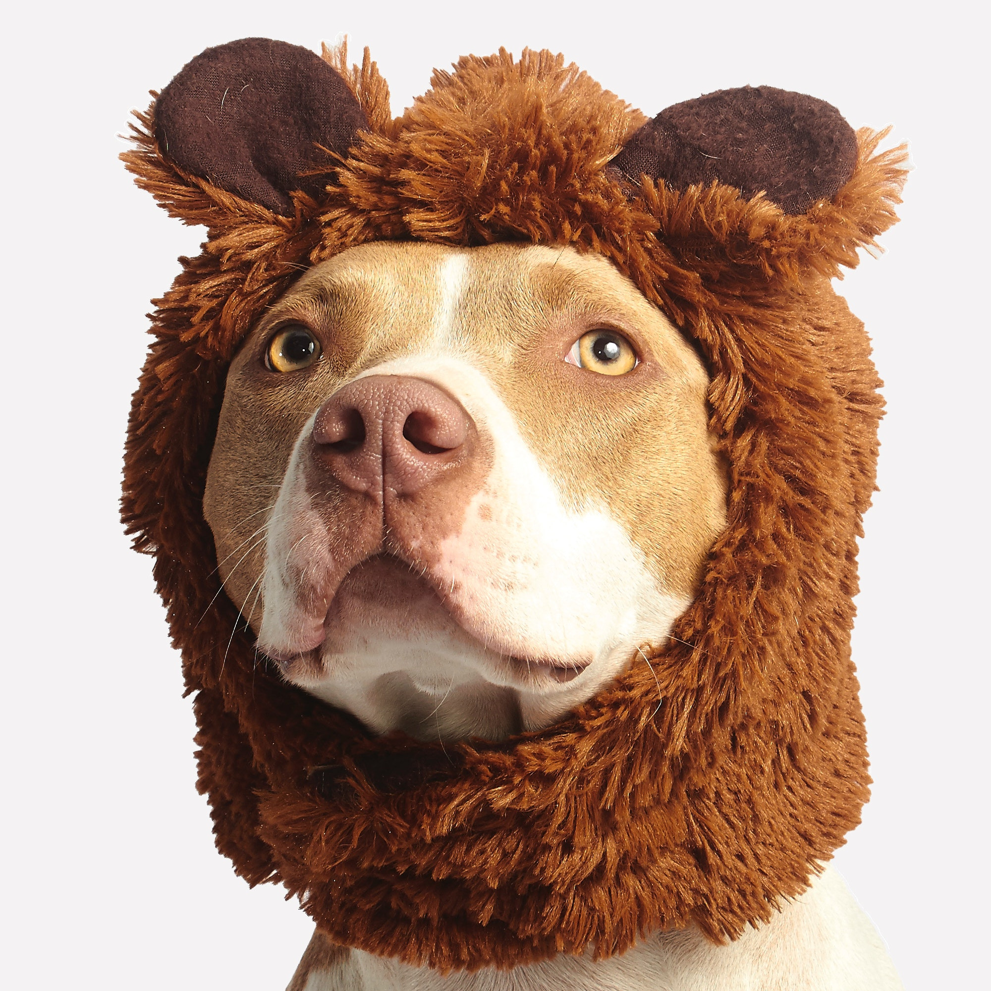 A dog wearing a bear hat