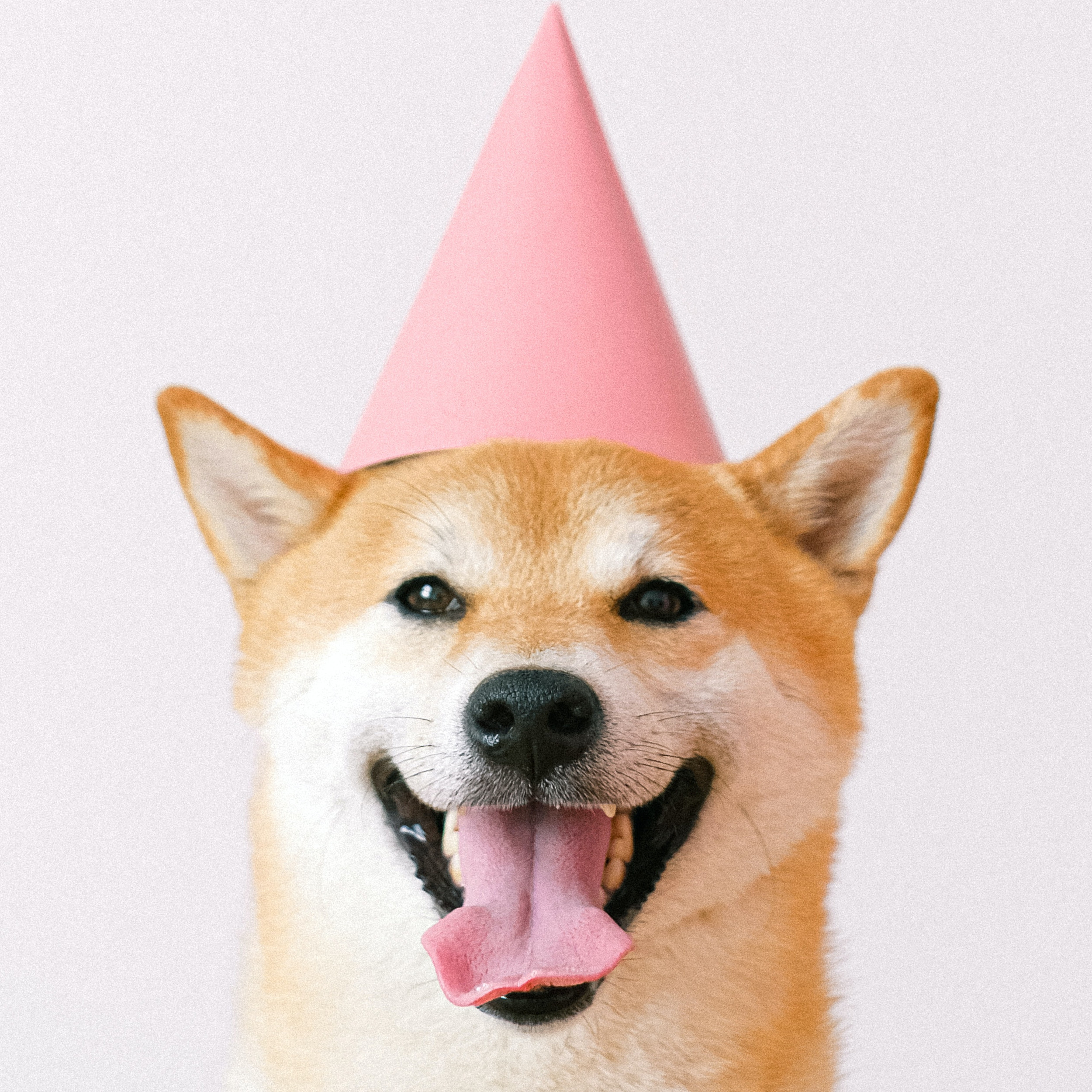 A dog wearing a birthday hat