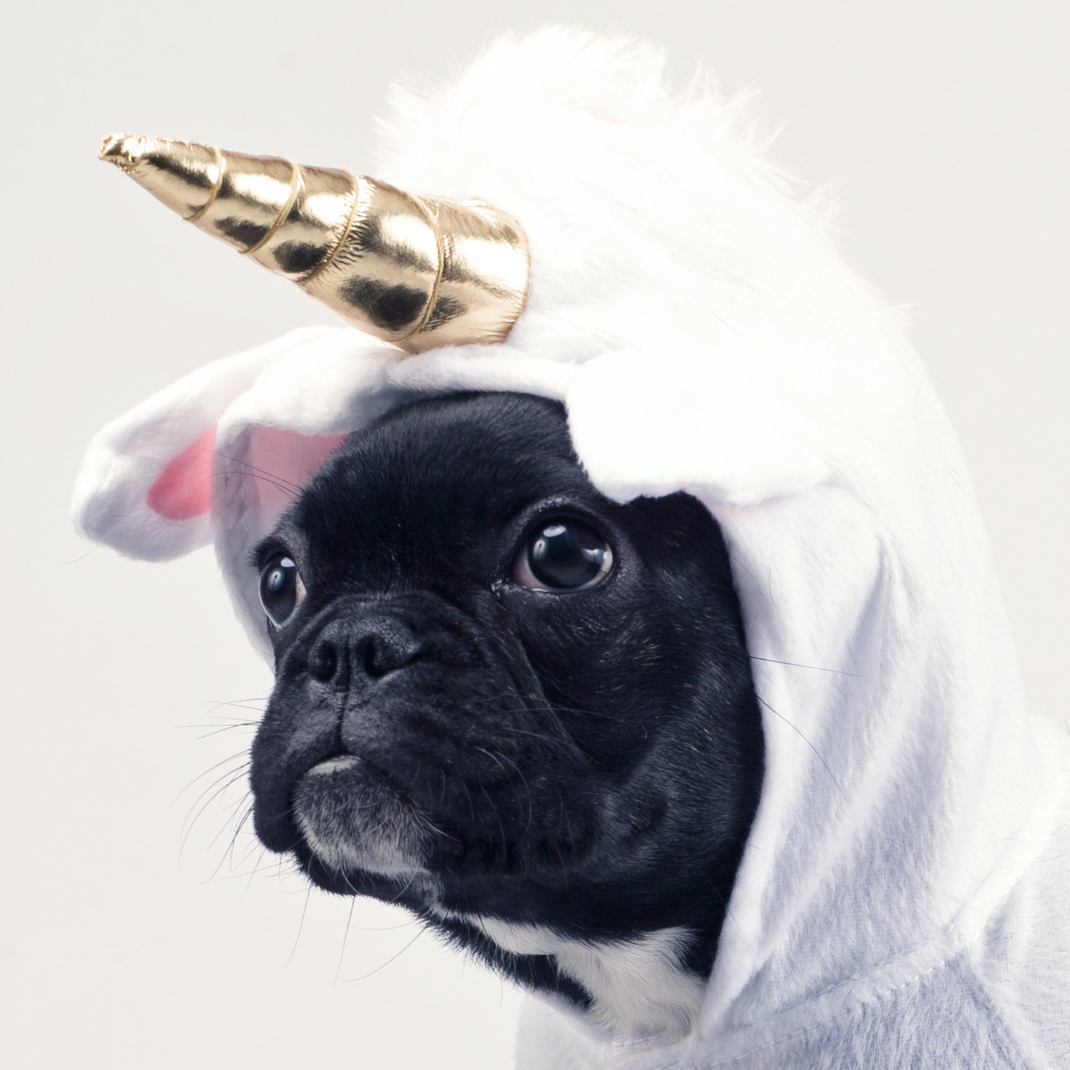 A dog wearing an unicorn hat